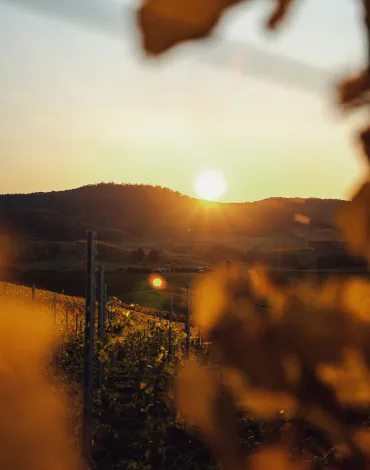 Burgenland Weinberg Neusiedler See Sonnenuntergang