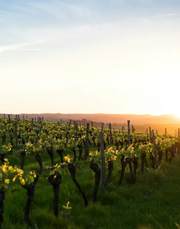 Weinberge Weinblätter Sonnenstimmung Burgenland Neusiedler See Wein