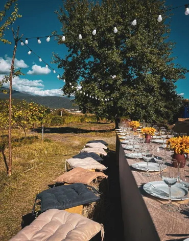 Weinberge Dinner Lunch Rust Burgenland Neusiedler See