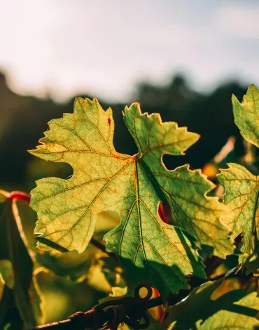 Weinblatt Burgenland Neusiedler See Weinliebhaber Hotel Das Esel Rust