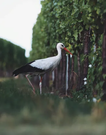 Storch Rust Neusiedler See Burgenland Weinrebe